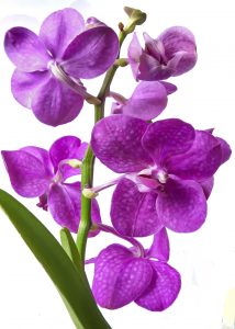 Cuidados médicos com orquidea-vanda-vanda