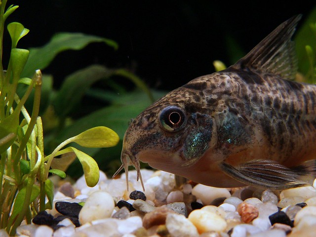 The Best Aquarium Freshwater Fish For Amateurs