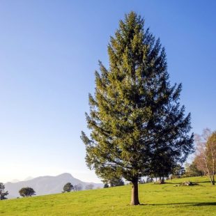 Spruce Tree Care