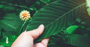 Kratom Experiences To Really Get Excited About